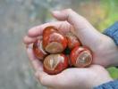 castagne2